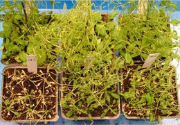 (upper panel) Arabidopsis under normal condition; growth of control plant (left) the same as plants (middle and right) with increased ACBP2 protein (lower panel) Arabidopsis under drought condition; growth of control plant (left) much slower than plants (middle and right) with increased ACBP2 protein