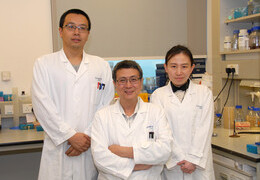(From Left) Dr Bin Yu, Post-doctoral fellow, Professor Jiandong Huang, Professor, and Dr Lei Shi, Research Assistant of School of Biomedical Sciences, Li Ka Shing Faculty of Medicine, HKU successfully converted Salmonella into an anaerobe bacterium “YB1” which can suppress tumour growth. 