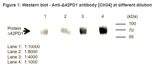 Hybridoma CH34