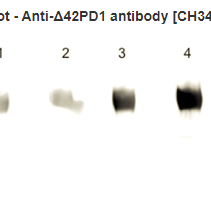 Hybridoma CH101