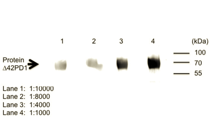 Monoclonal mouse anti-Δ42PD1 antibody, clone CH101