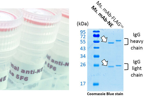 Monoclonal mouse anti-NE tag antibody (NE)