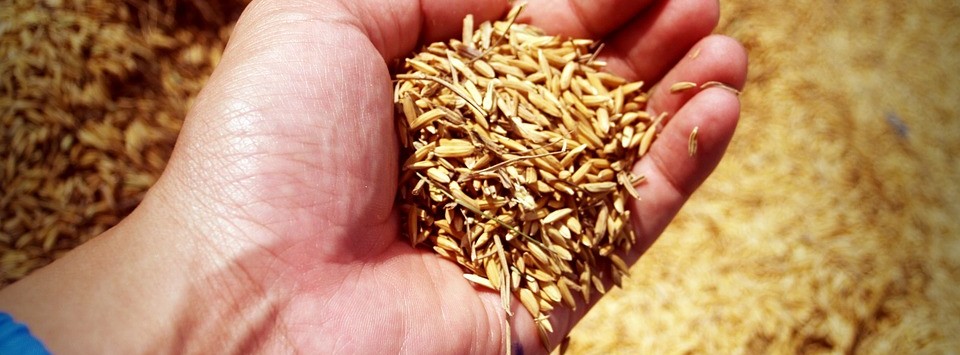 Transgenic Rice Plants Overexpressing Certain Proteins Show Enhanced Grain Size