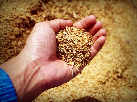 Transgenic Rice Plants Overexpressing Certain Proteins Show Enhanced Grain Size