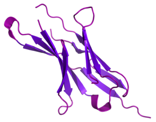 PD1-Based TWIST1 Cancer Vaccine