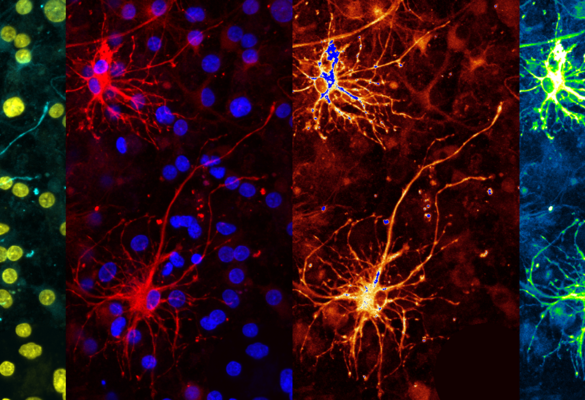 OPTIClear: A Novel Tissue Clearing Agent for the Next Generation Histology