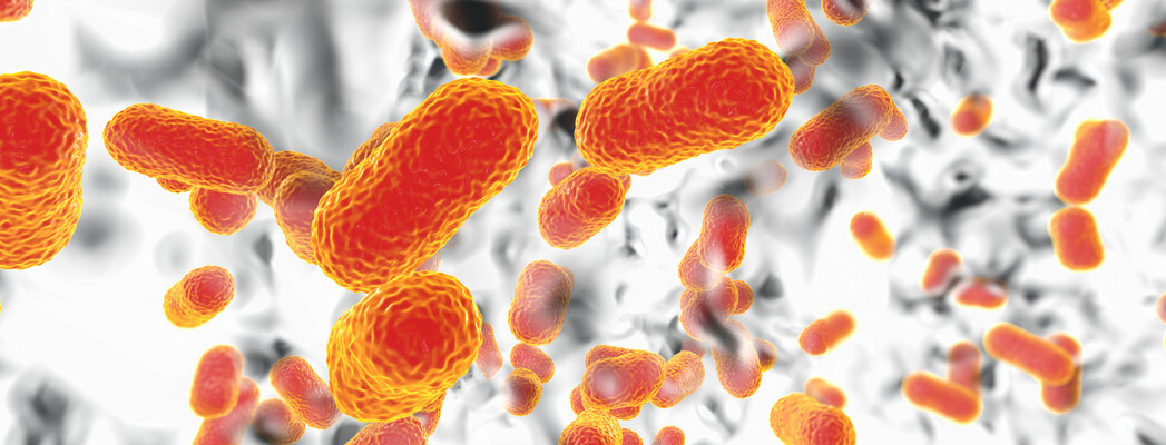 Synthetic Bacteria Vaccine Against Antibiotics Resistant Bacteria