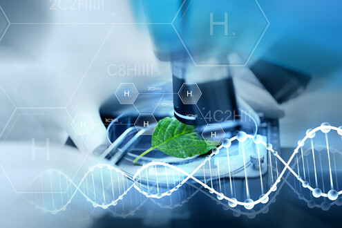 Anti-HER2 and Anti-IGF-IR Bi-specific Antibodies for Ovarian Cancers