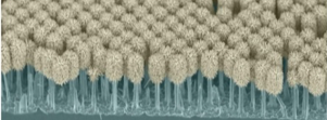 World’s First Light-Seeking Nanorobots for Potential Biomedical Applications