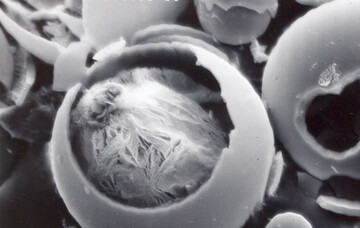 Collagen-Based Microspheres for Protein Drug Delivery 